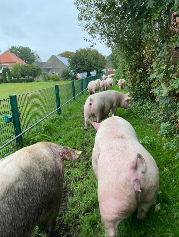 Schweinezucht/Mast